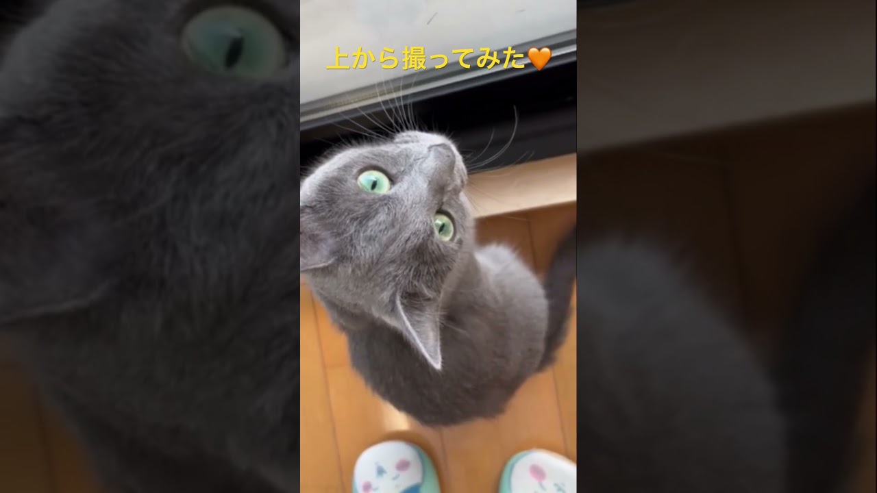 上から見たら激カワ❤️そらちゃん（ロシアンブルー）#shorts