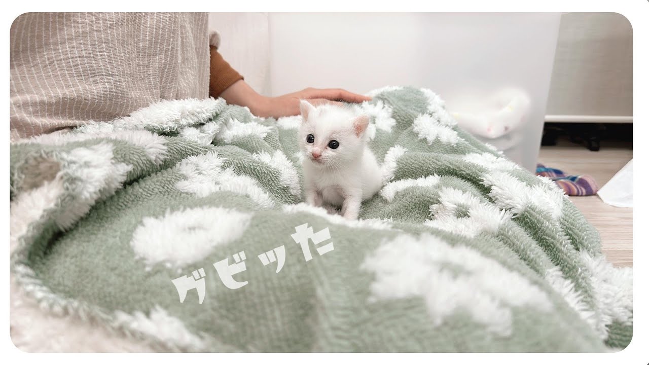 【163gのひとりっ子猫】ミルクをいっぱい飲む★てくてくぷりぷり♪【保護猫生活8日目】