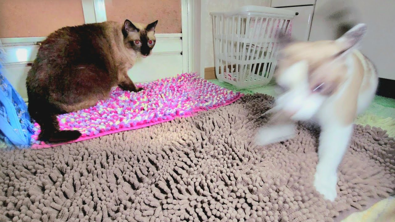 飼い主が風呂へ入ってから上がるまでのシャム猫２匹の動向に！⛲🤭