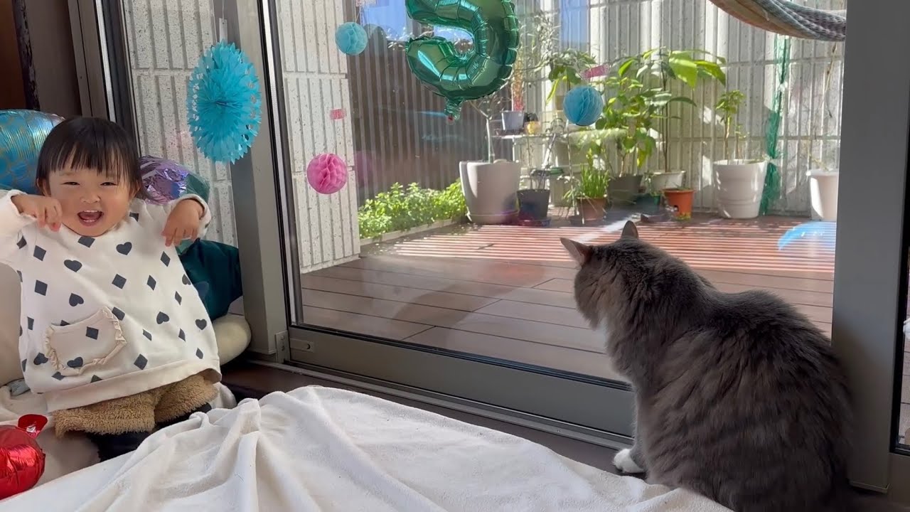 一歳児と誕生日会準備を見守る猫　ノルウェージャンフォレストキャットA cat watches over the preparations for a birthday party.