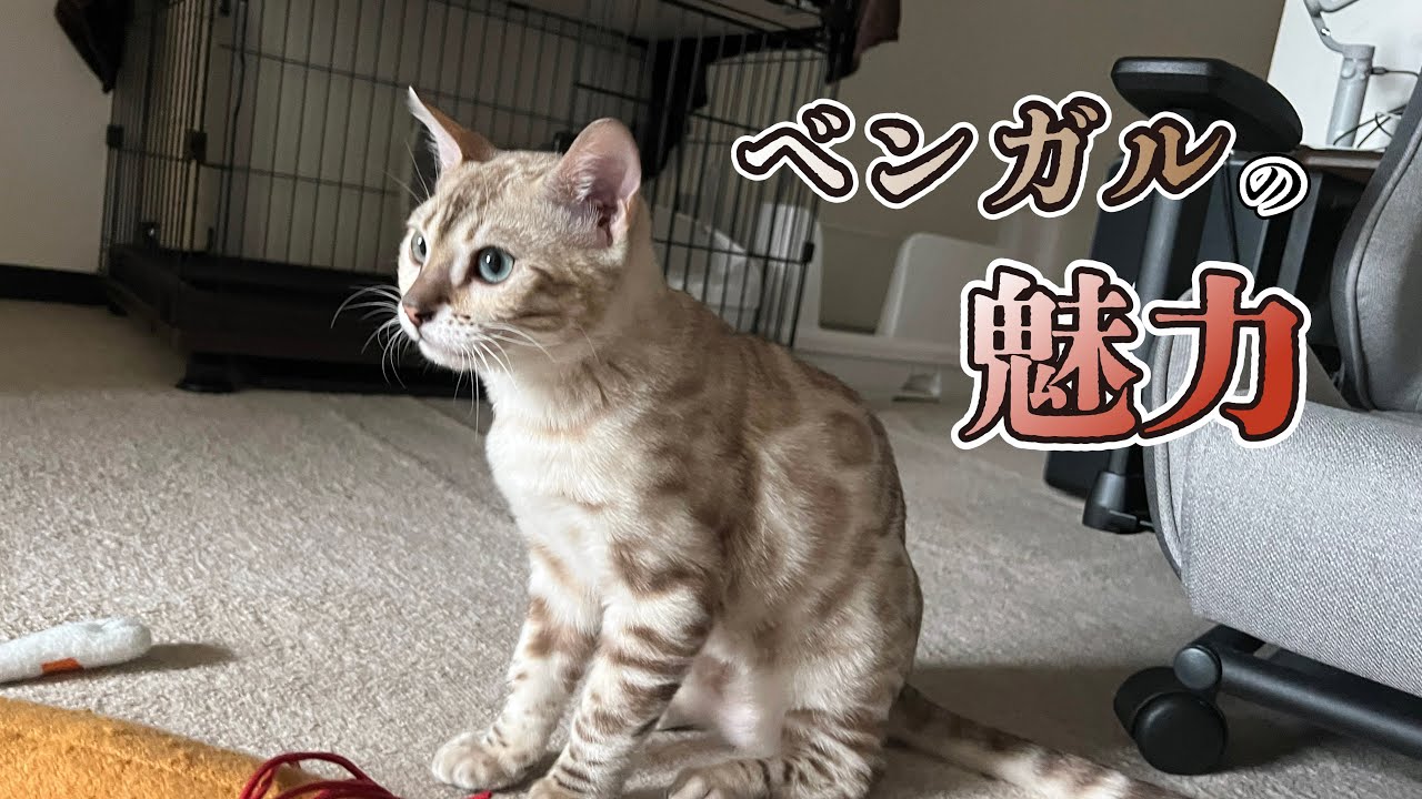 ベンガルの魅力について語ります。-I will talk about the charm of Bengal.-