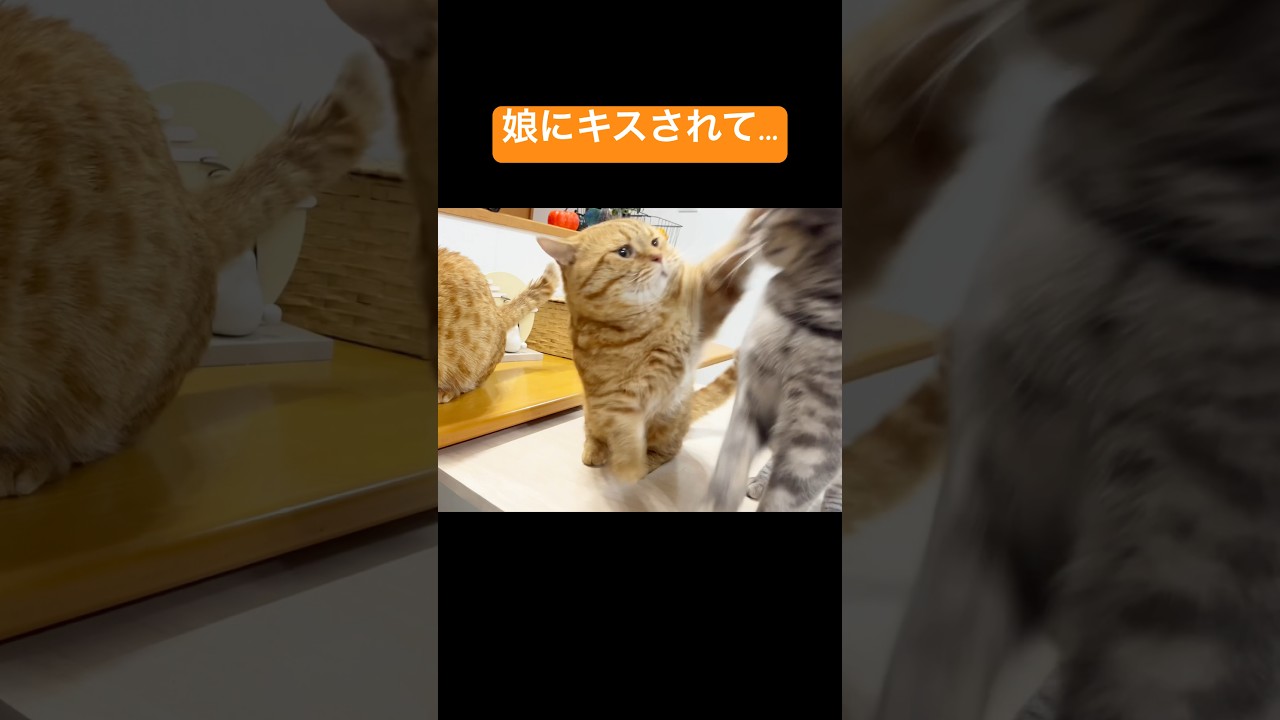 娘にキスされて頭ひっぱたかれて『びょょーん』連発する茶々パパ #猫 #マンチカン #shorts