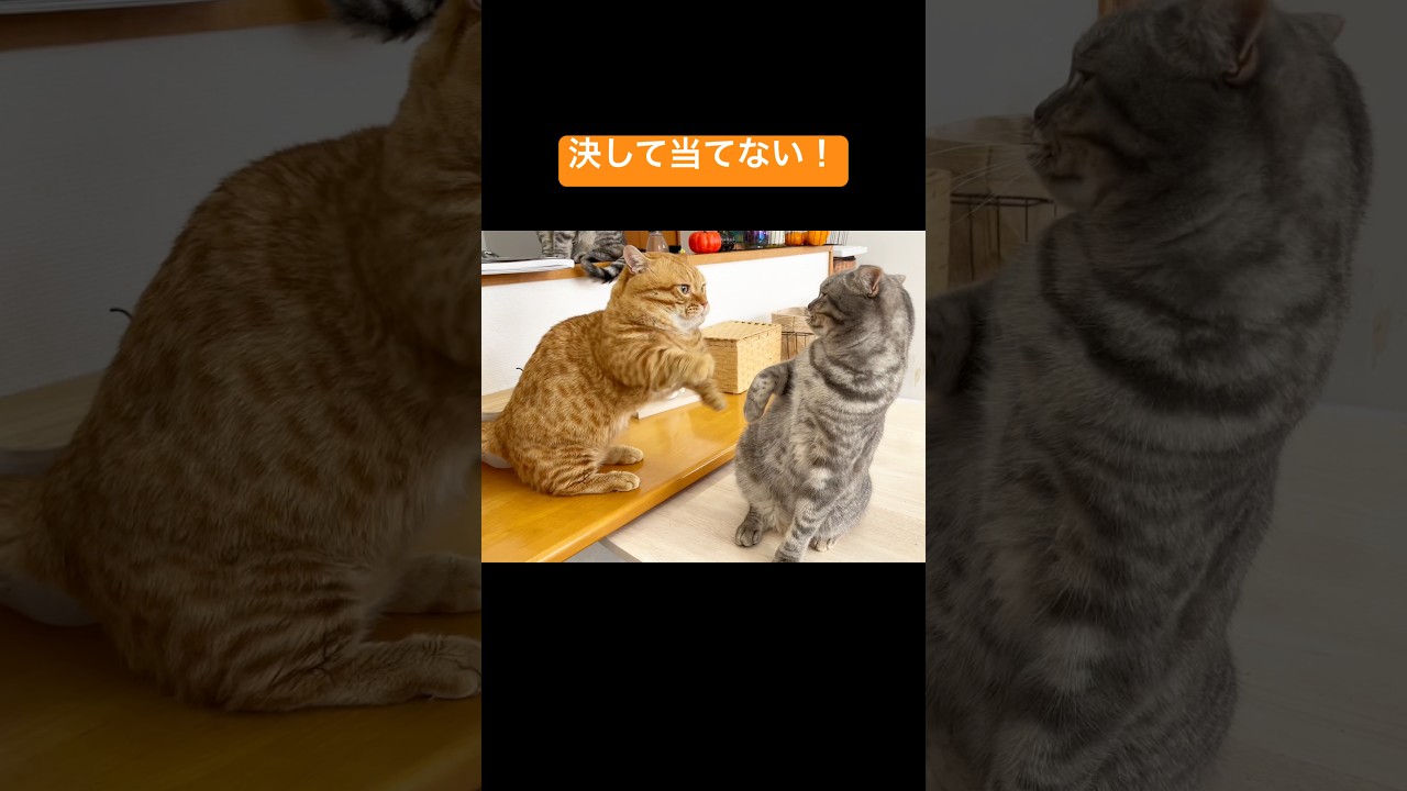 今日もマンチカンはパンチを決して当てない #猫 #マンチカン #shorts