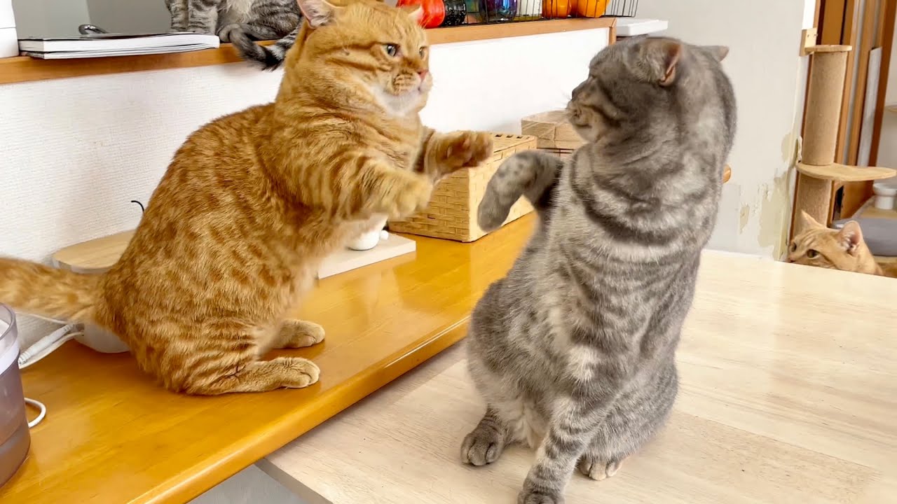 ぽちゃくんとぎんちゃんが！？そしておぎんくんの狙い澄ました技も炸裂！ #猫 #マンチカン