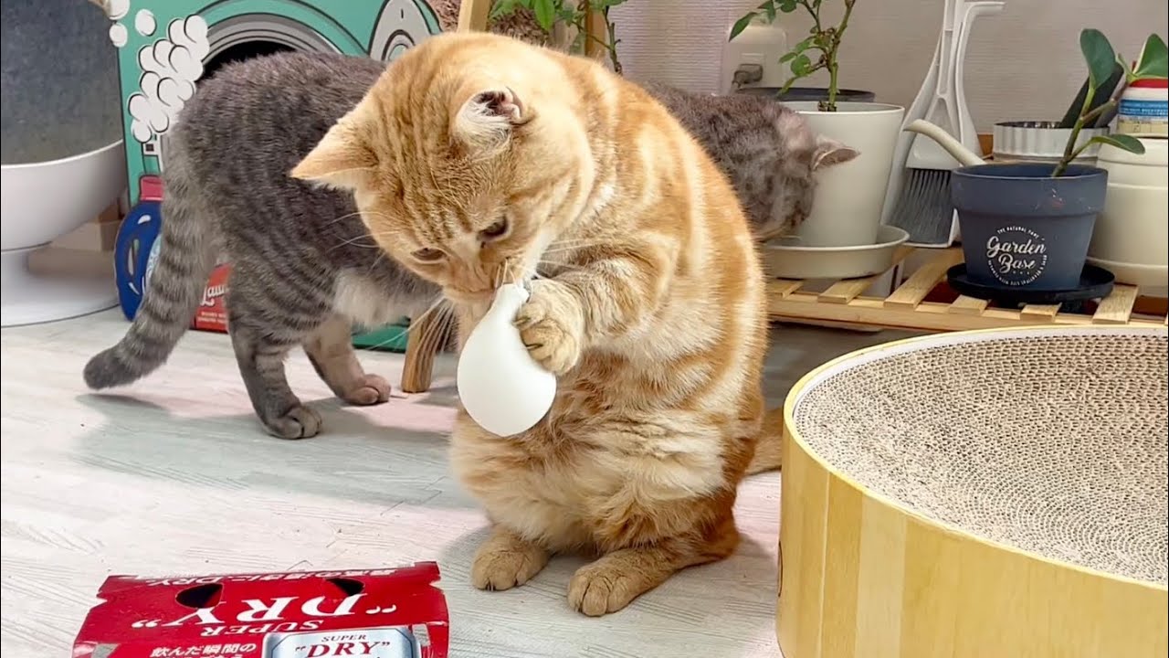 おいら、これ気に入った！ #猫 #マンチカン