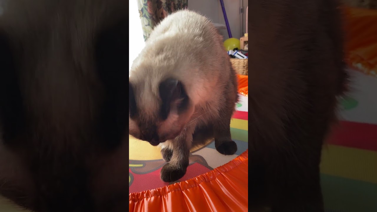 【2023.10.22】今日のシャム猫のふくさん（音無し）【たぬき猫】 #shorts
