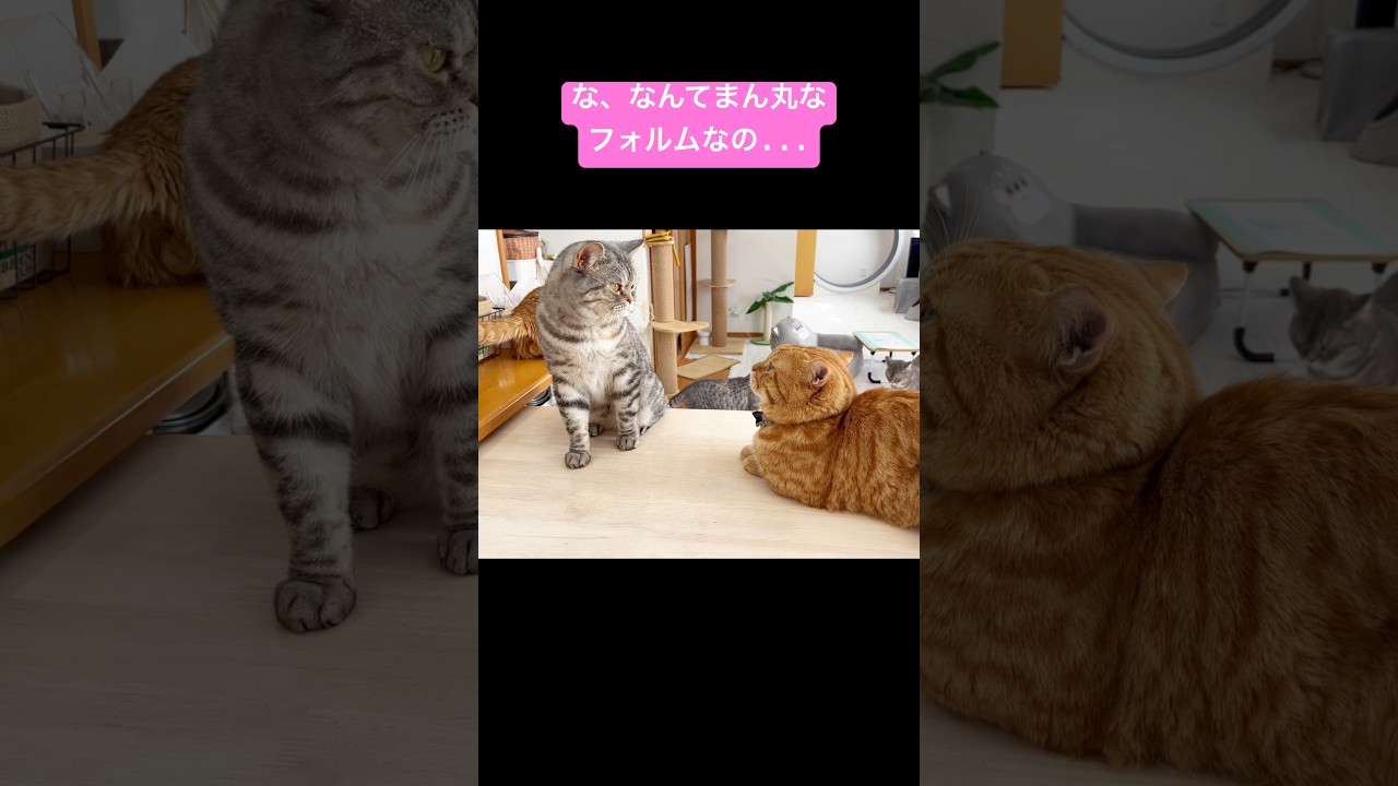 茶々パパの頭を見つめるポッポ夫人... #猫 #マンチカン #shorts