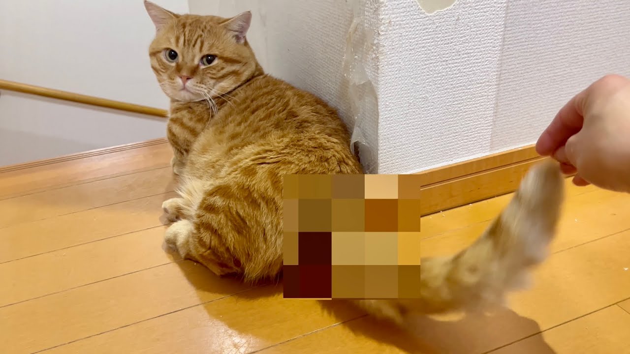 お風呂に入った翌々日。ぽちゃくんのおちりに... #猫 #マンチカン