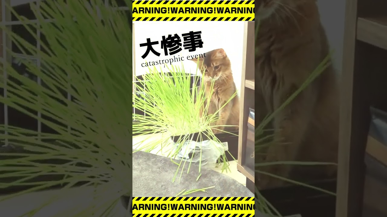 大惨事 catastrophic event 🐱#猫 #cat #고양이 #cat #ソマリ