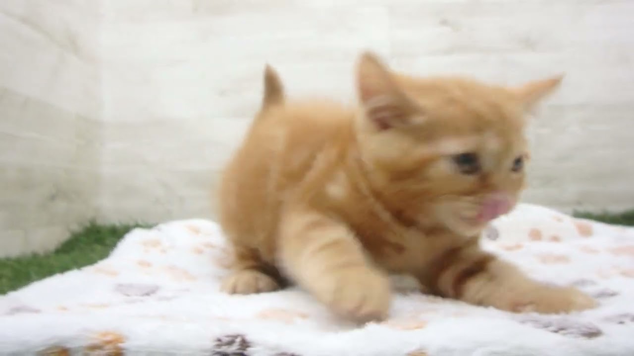 Coo&RIKU　No00651762 アメリカンショートヘアー