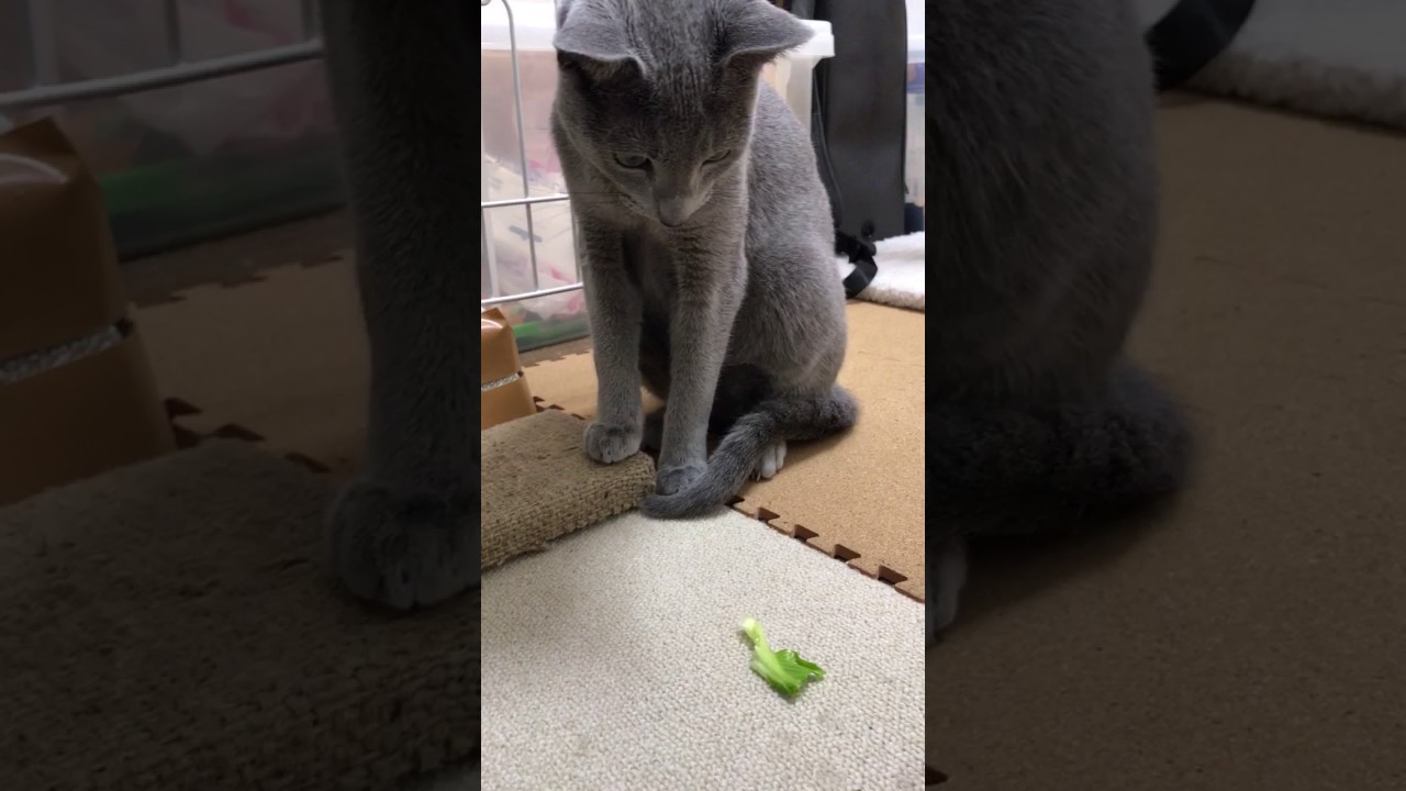 ロシアンブルーのロッチ。持ちたい！持ちたい！持ちたい！でも持てない。