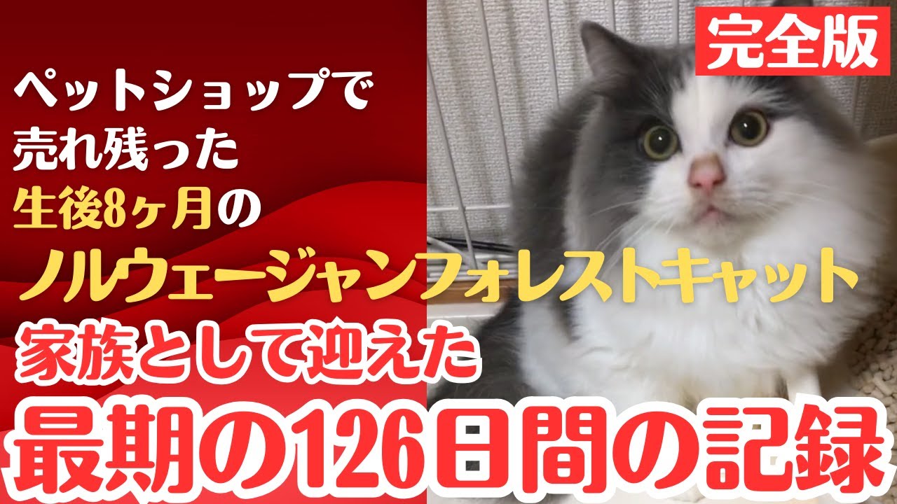 【完全版】ペットショップで売れ残った生後8ヶ月のノルウェージャン最期の126日間の記録