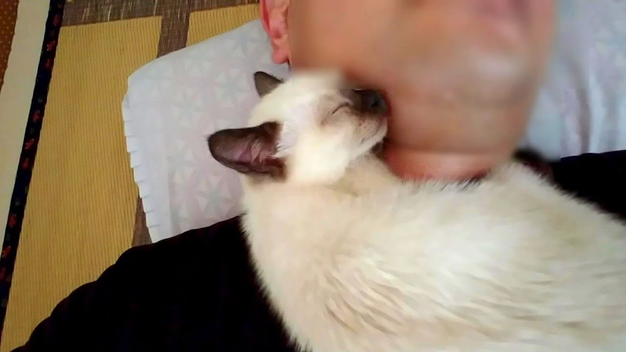 寝ぼけながら首から顔に移動して来るシャム子猫🤗