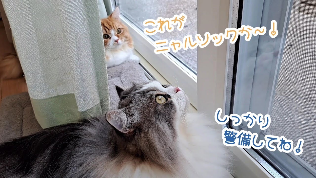 【マンチカン】家族を見守りニャルソックする猫たちが可愛すぎました…