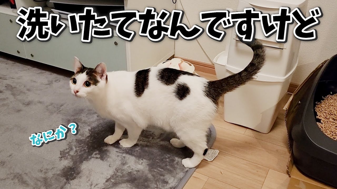 トイレ後の猫、洗ったばっかりのカーペットで前脚を拭くの何とかなりませんか？
