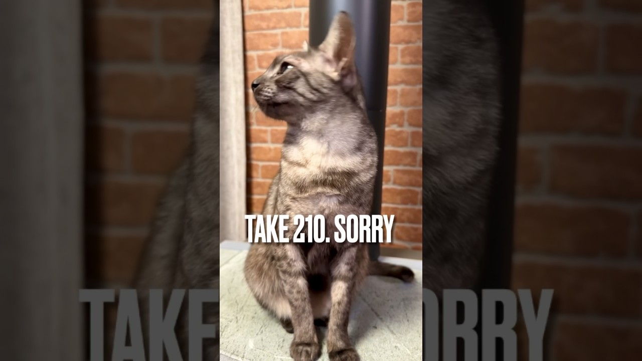 #ごめんなさい #反省してるにゃ❗️ほんとにゃ‼️#猫まばたき #エジプシャンマウ #猫あるある #猫動画 #shorts