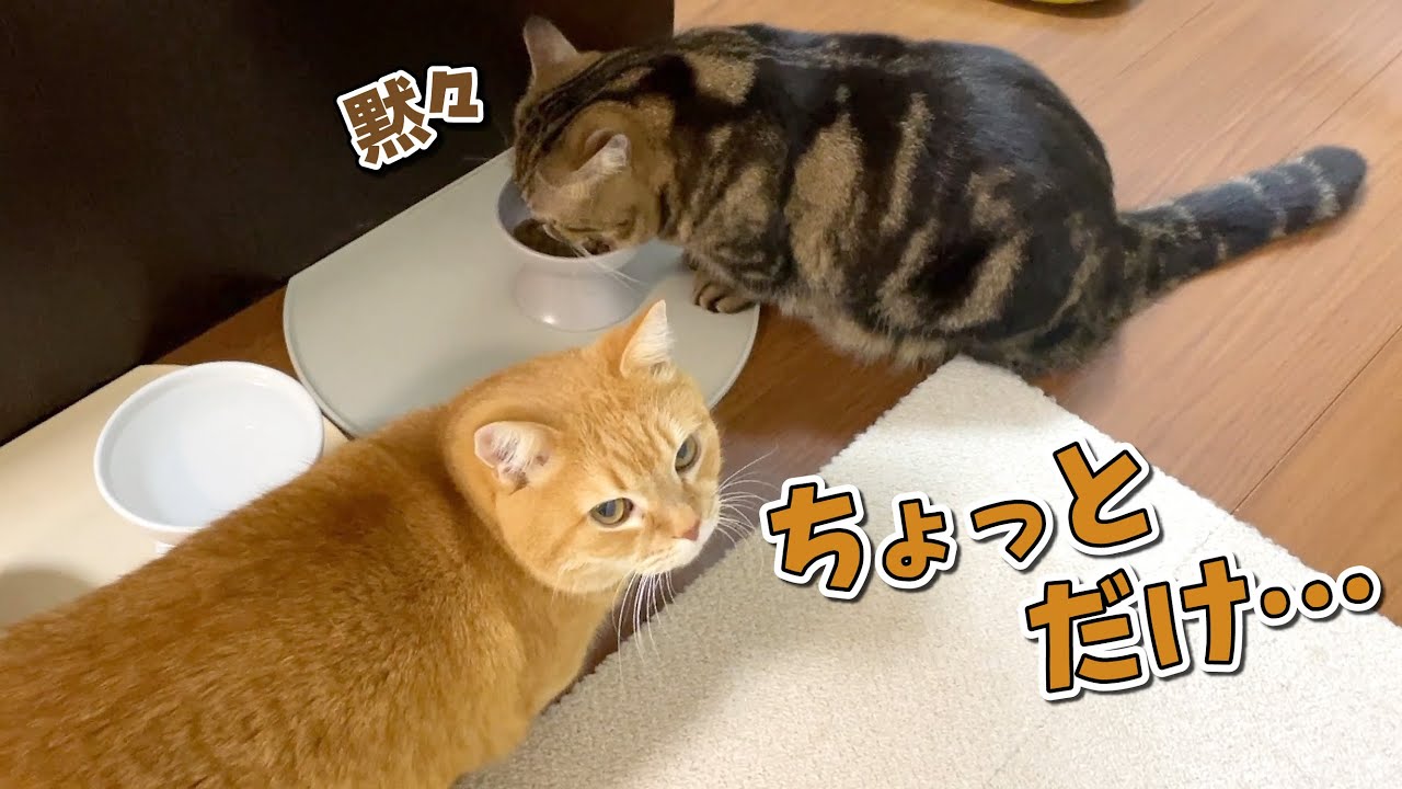 弟猫のごはんまで狙う食いしん坊な兄猫に困ってます…