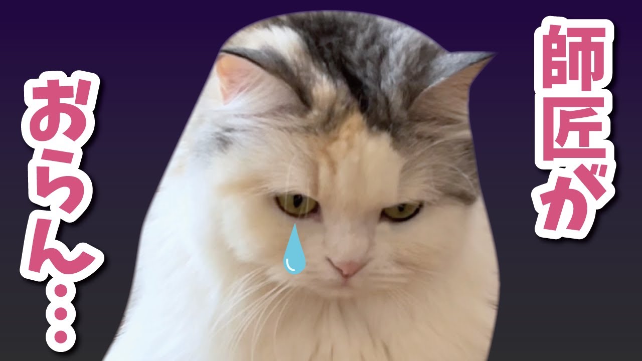 先住猫を見つけられない後輩猫がとても悲しそうでした【関西弁でしゃべる猫】【猫アテレコ】