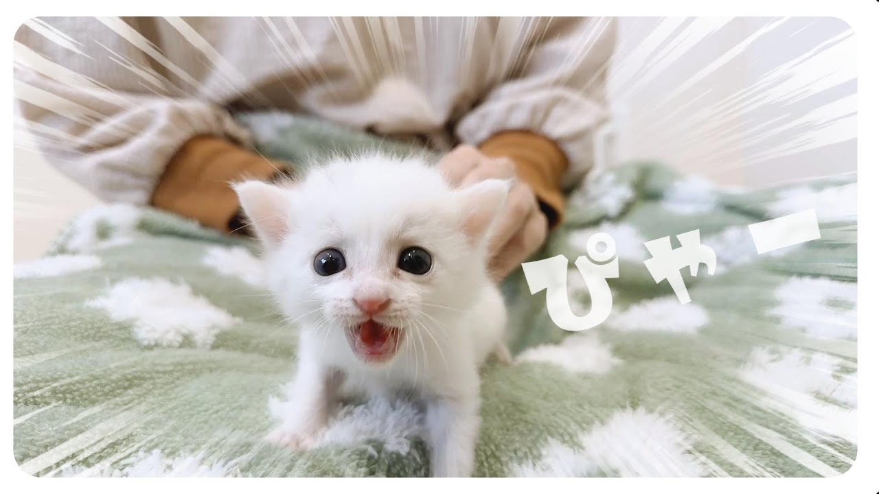 【163gのひとりっ子猫】ミニバギーに乗った子猫を子猫が押す瞬間をどうぞ【保護猫生活8日目2】