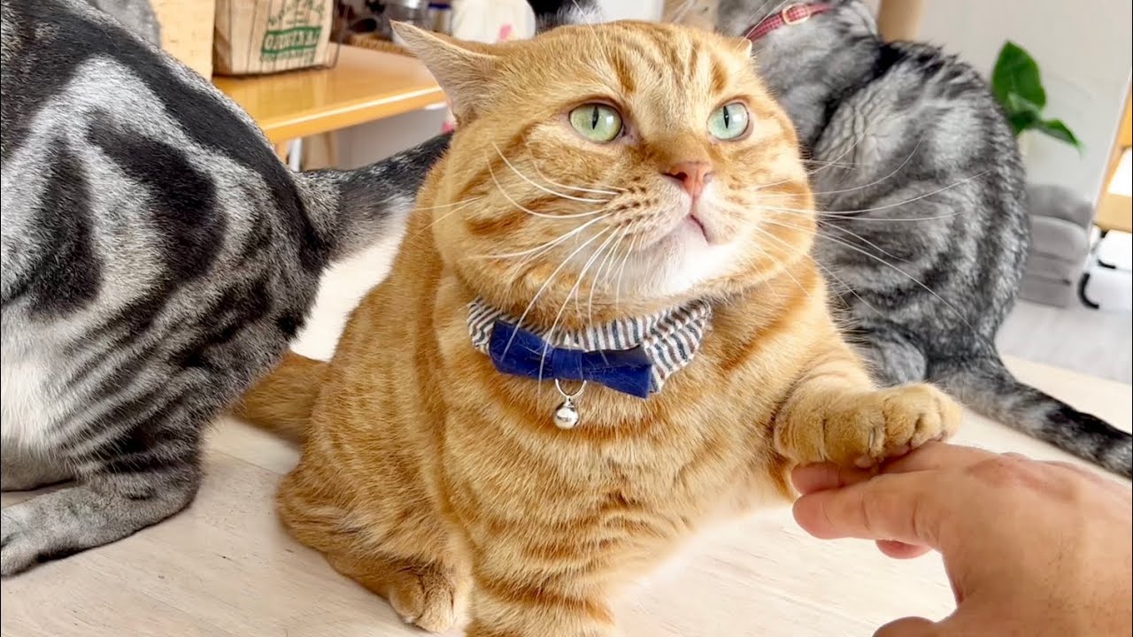 ごはんタイムにポッポママがいないと... #猫 #マンチカン