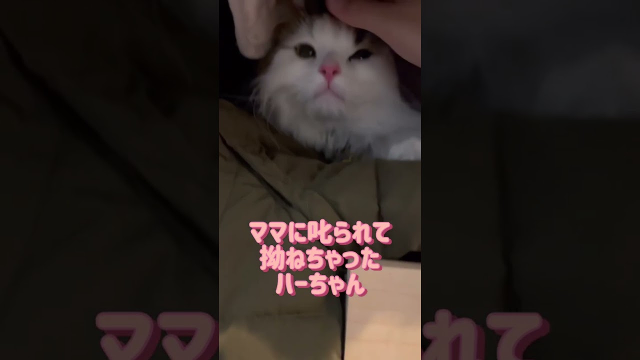 ママに叱られ拗ねる可愛い猫 #猫 #可愛い #スコテッシュフォールド