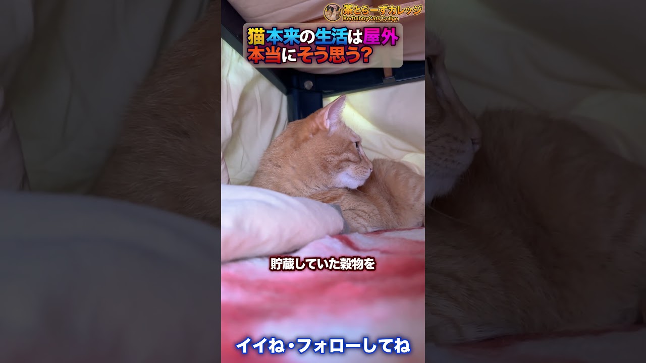 猫本来の生活は屋外だ！本当に？ #Shorts