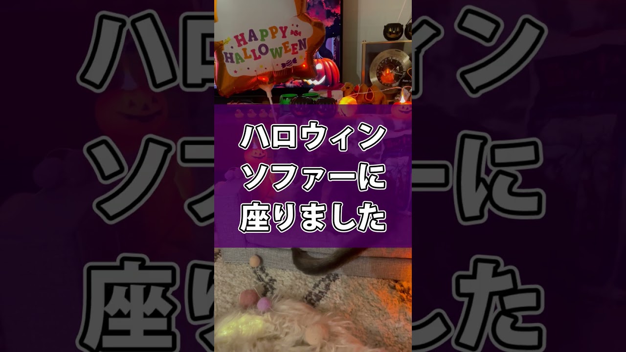 猫さんとハロウィンを楽しんでみた♡ #shorts #猫 #アビシニアン