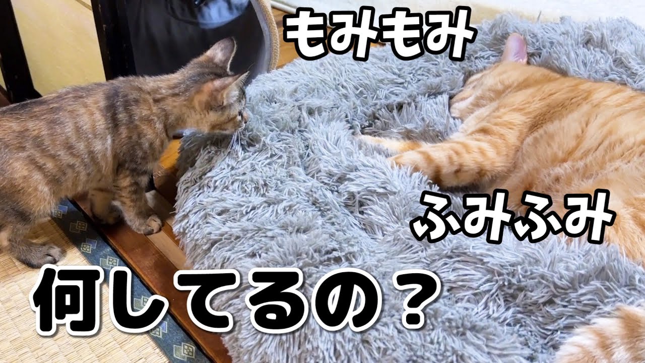 先輩猫の不思議な行動が気になりすぎる子猫