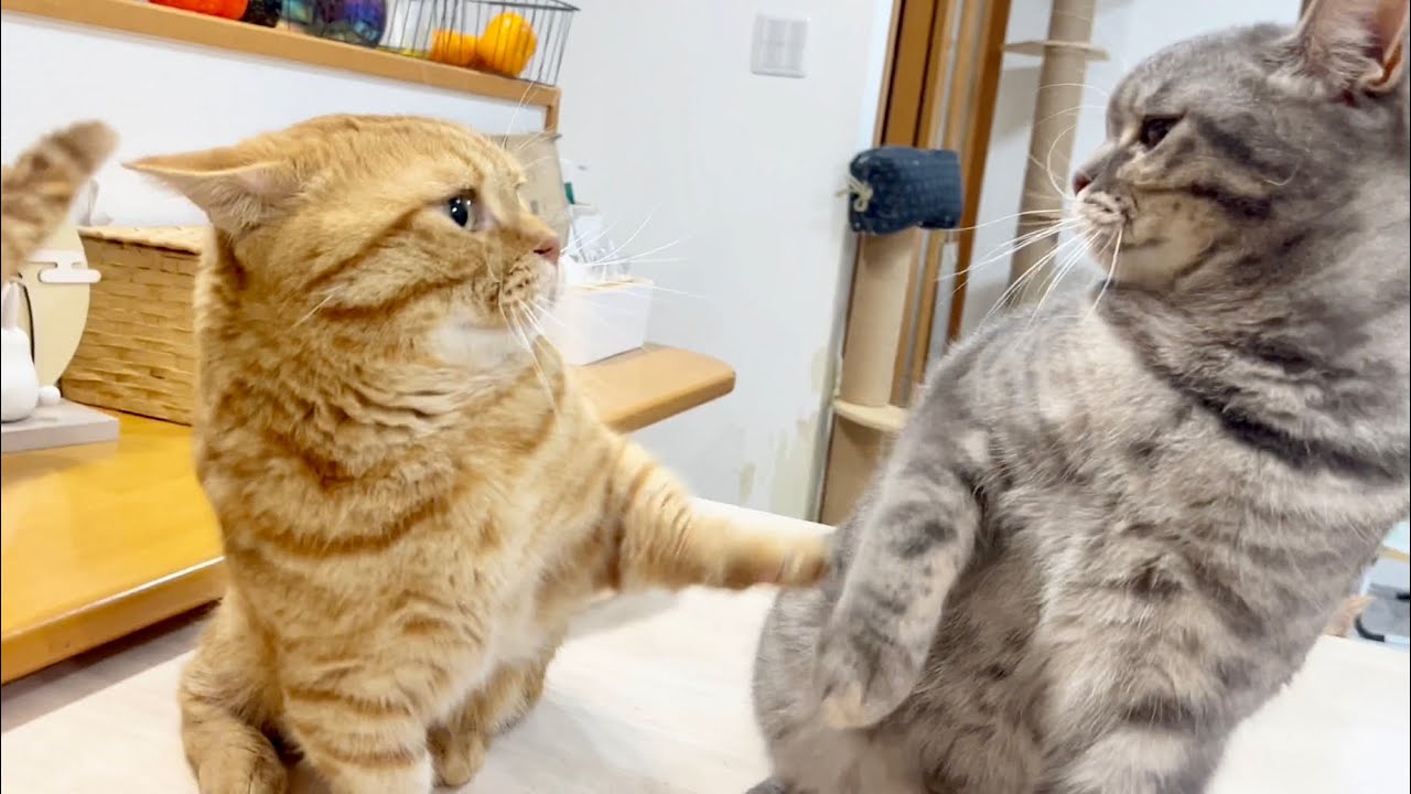 ぎんちゃんに耳にキスされてびょょーんとしたあとぎんちゃんに頭ひっぱたかれて再びびょょーんとなる茶々パパ #猫 #マンチカン