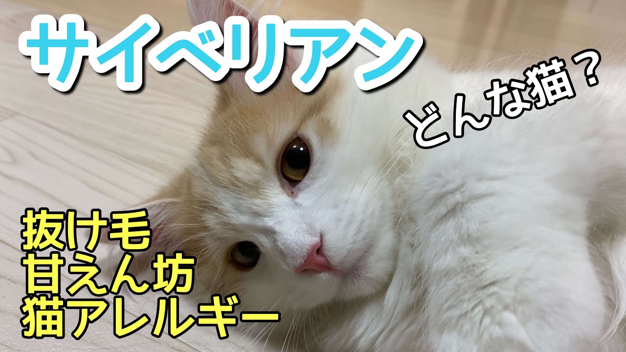 サイベリアンの特徴・性格！実際に飼ってみてわかったこと