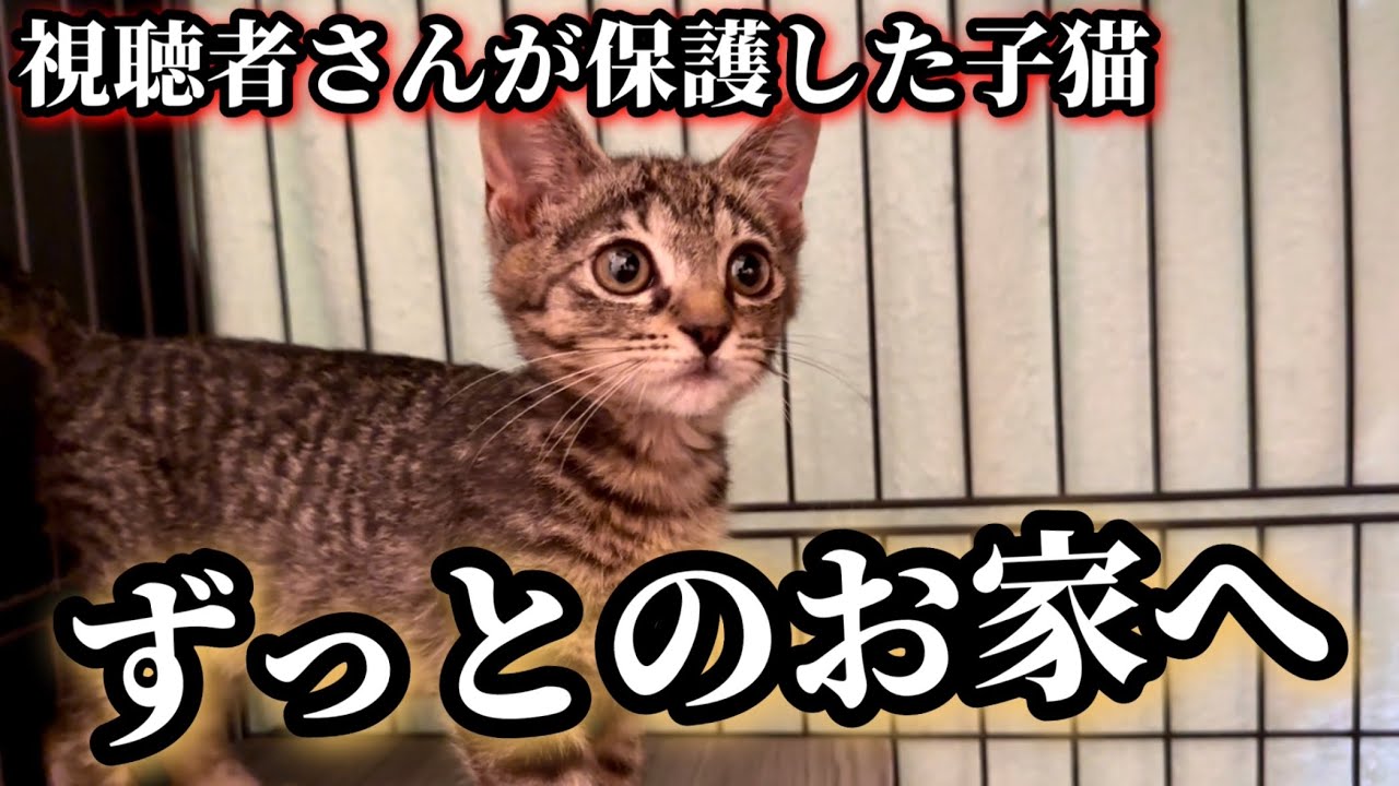元野良の怖がり子猫が幸せを掴むまでの軌跡