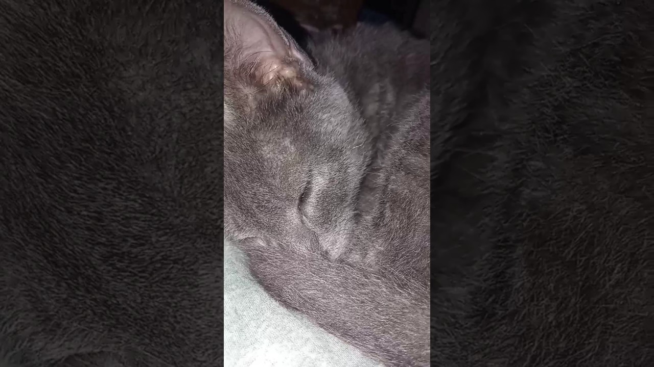 My sleepy cat 🐾💕