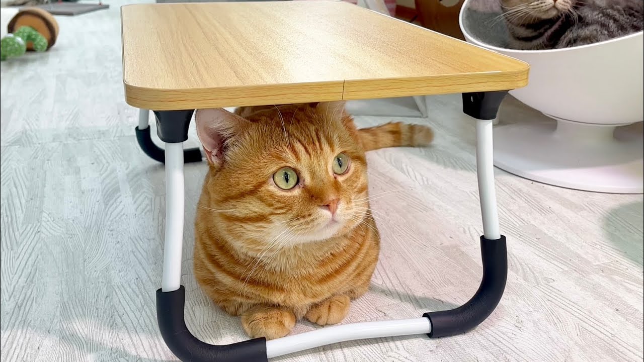 ぼく、無敵だもん #猫 #マンチカン