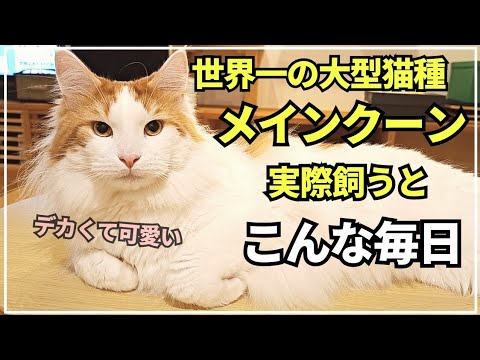 大型猫メインクーンとアラフォー家族の癒やしの日常。大きな身体で虫は少し苦手な男の子です𓃠