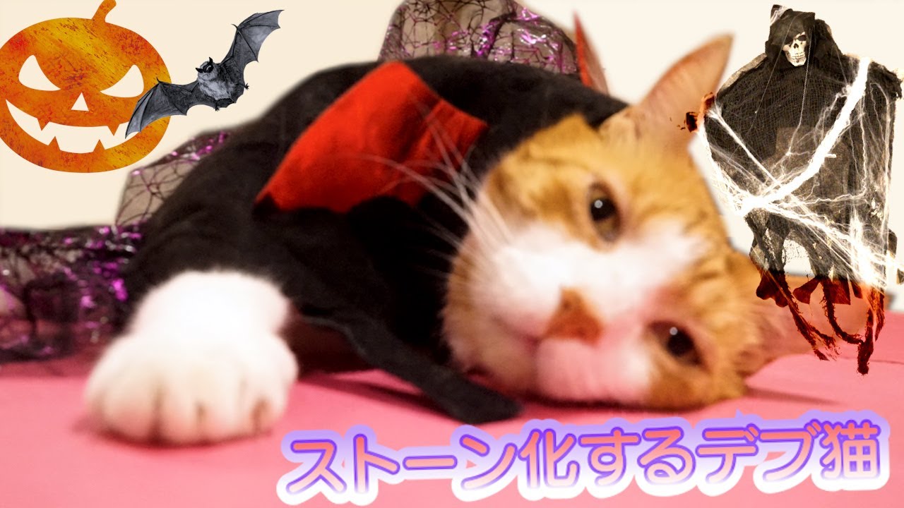 ハロウインの夜におもちゃで遊んでいたら何か出て来たにゃ  Happy Halloween