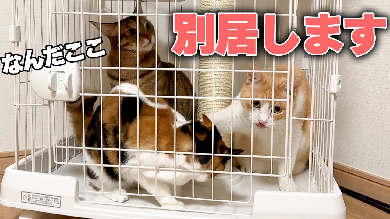 これから猫たちはケージの中で暮らすことになりました。