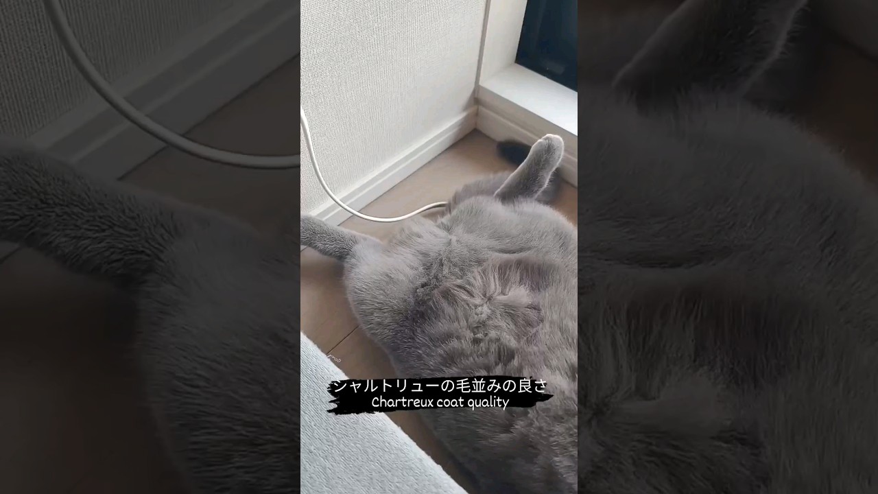 シャルトリューの毛並みの良さ(Chartreux coat quality)