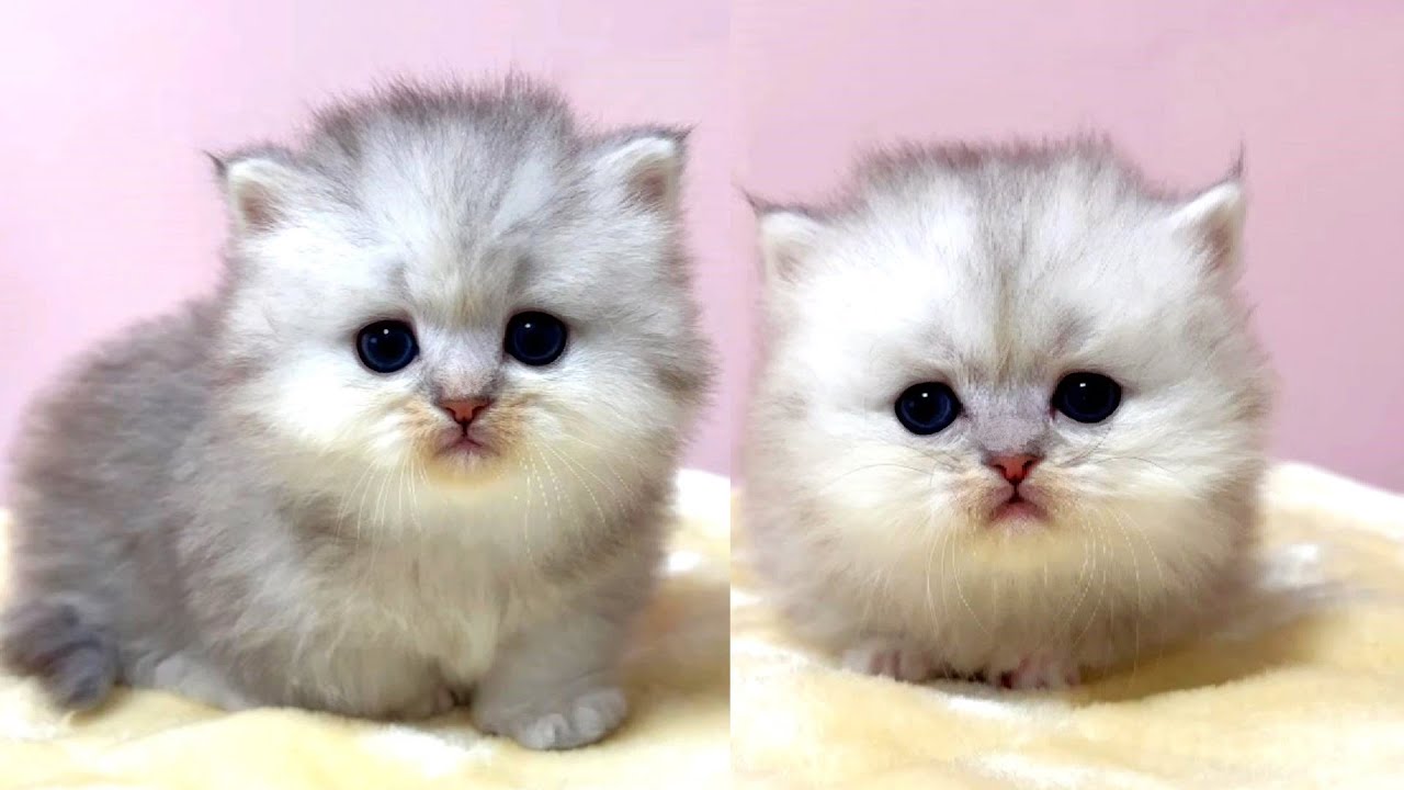 【子猫の思い出ビデオまとめ】いつかのウル家総集編～前編～出産動画 マンチカン短足・ミヌエット・ペルシャ猫専門ブリーダー『ペット蔵人』【子猫の成長記録】