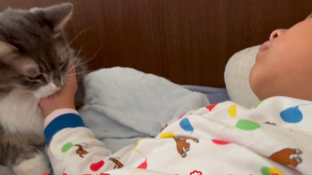 眠りながらモフモフしてくる子供に甘噛みで返す猫　ノルウェージャンフォレストキャット　Cat biting a sleeping child