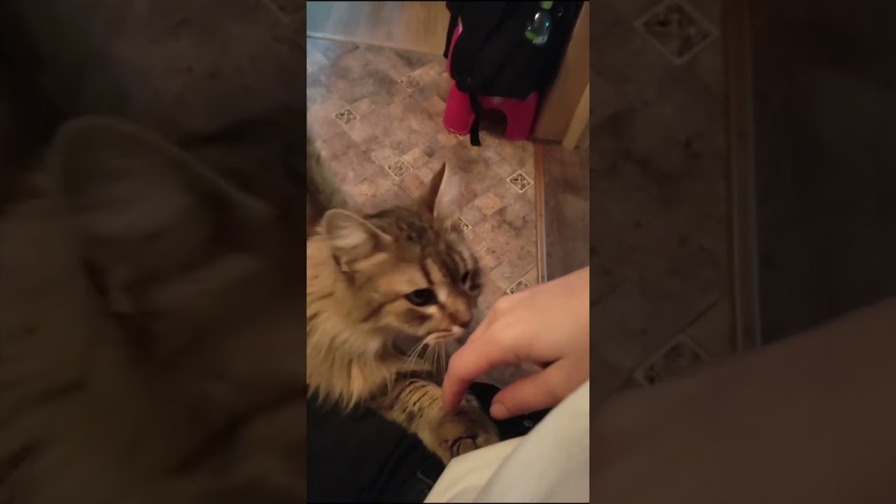Cat Meow Котик Мяу Котики Милые Смешные #respect #surprise #shorts #1k #1million #2023 #2023shorts