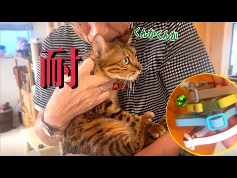 新猫の首輪を取りに来た爺さんに猫達が修行僧のように耐えています