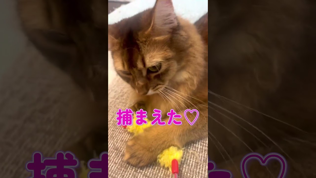 エビさん捕まえた #ロシアンブルー #ソマリ #shorts