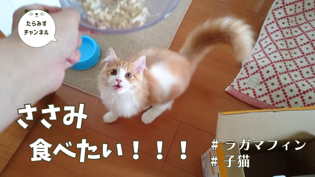 ささみを食べる猫【ラガマフィン】【ragamuffin】