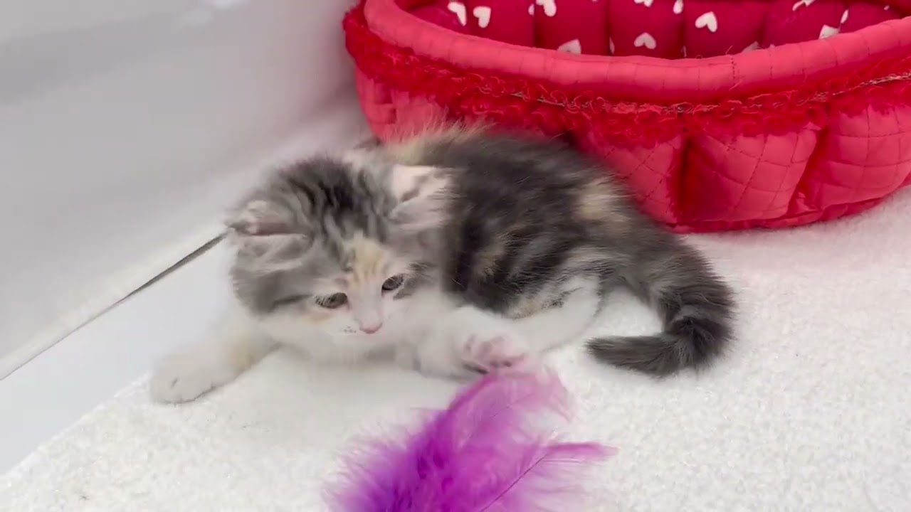 スコティッシュフォールド シルバーパッチドタビー&ホワイト（ロングヘアー）の女の子。