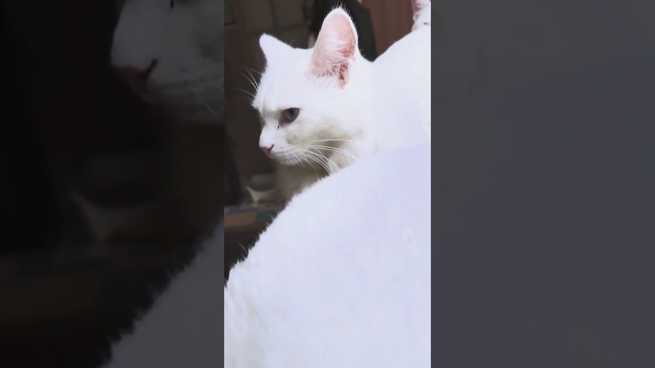 【猫動画】ケージの上がキツキツでした