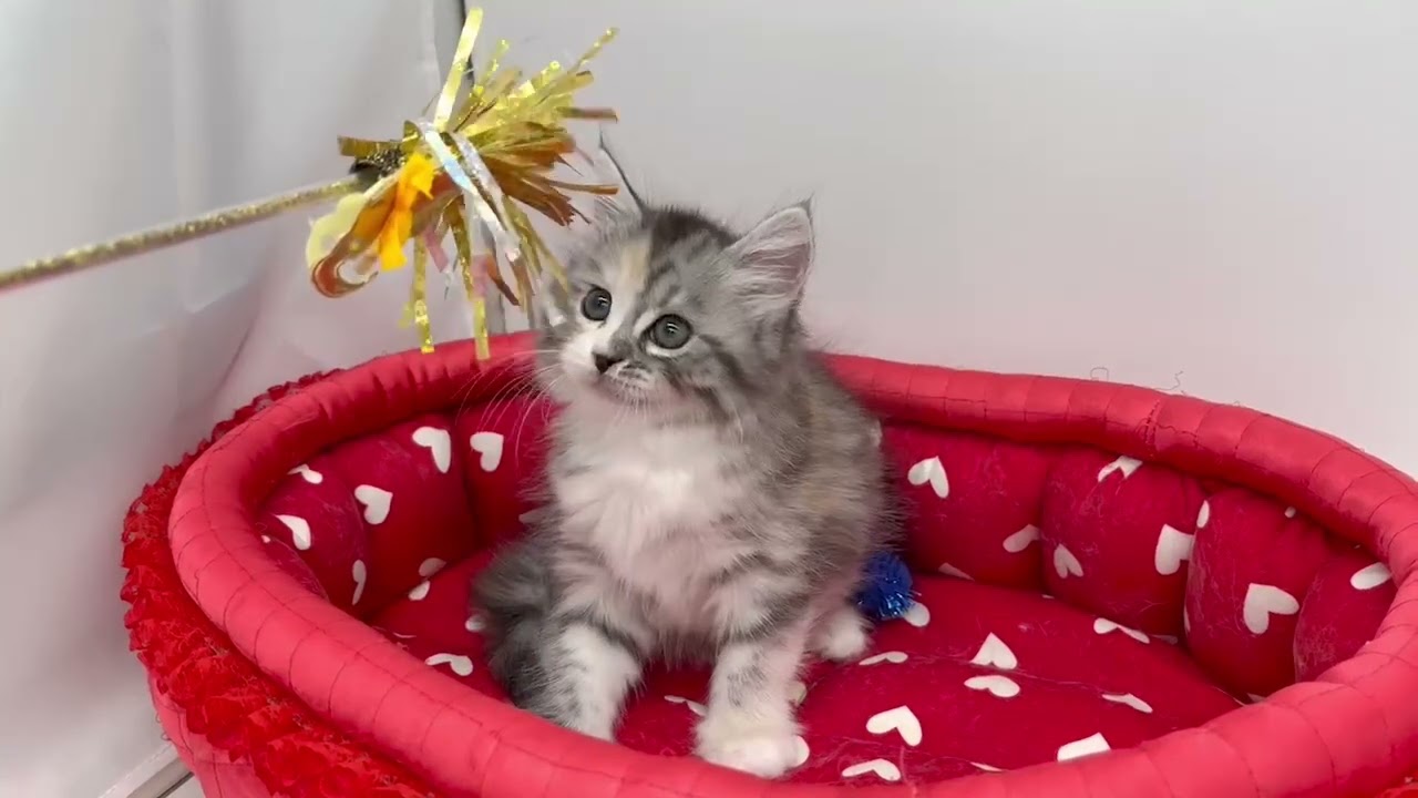 スコティッシュフォールド シルバーパッチドタビー&ホワイト（ロングヘアー）の女の子。