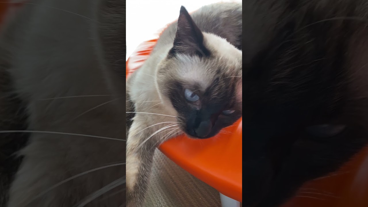 【2023.10.31】今日のシャム猫のふくさん（音無し）【たぬき猫】 #shorts