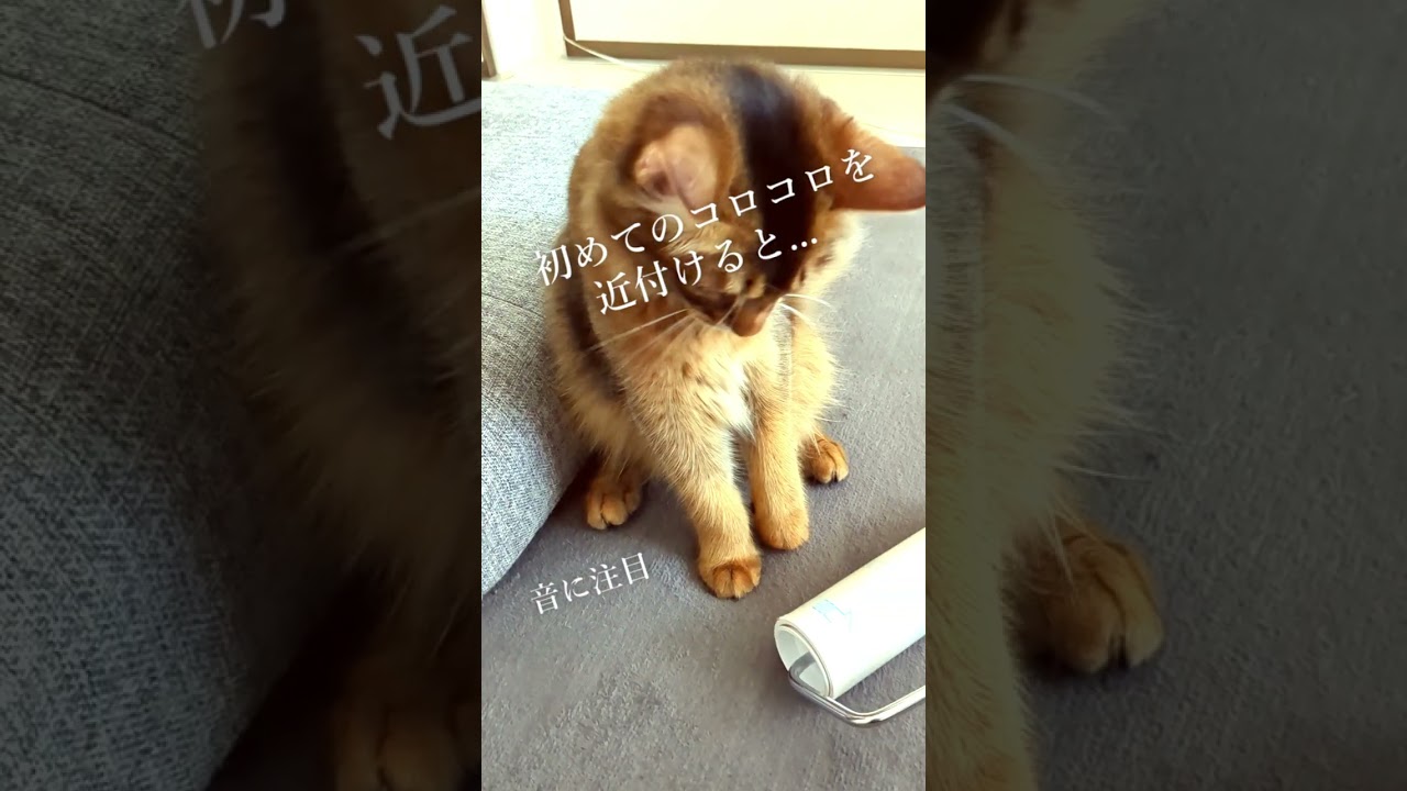 初めてのコロコロを近付けると…　Cat's first look at cleaning tools　🐱#猫 #cat #고양이 #cat #ソマリ