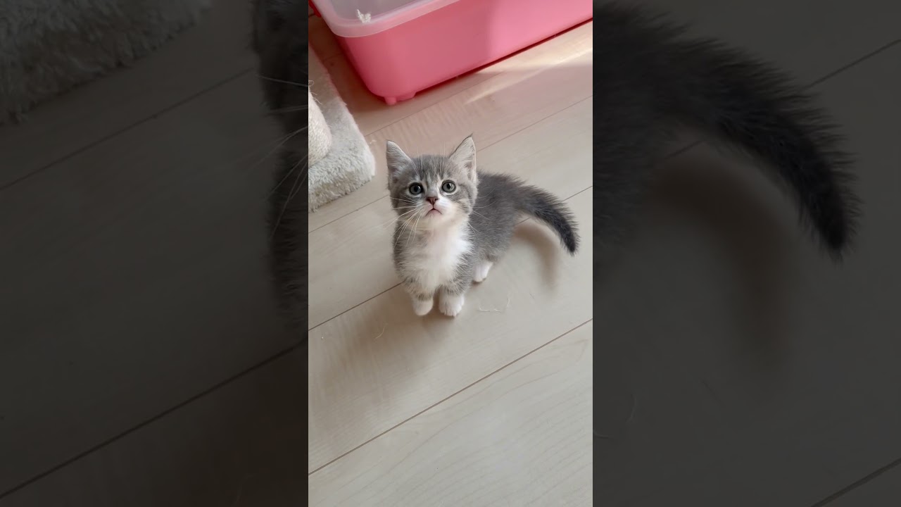 短足マンチカン男の子🩷 【お問合せ詳細は説明欄に記載あります】 #スクーカム #ブリーダー直販 #マンチカン #ミヌエット #ラパーマ #子猫 #子猫販売 #猫 #猫のいる暮らし #猫動画