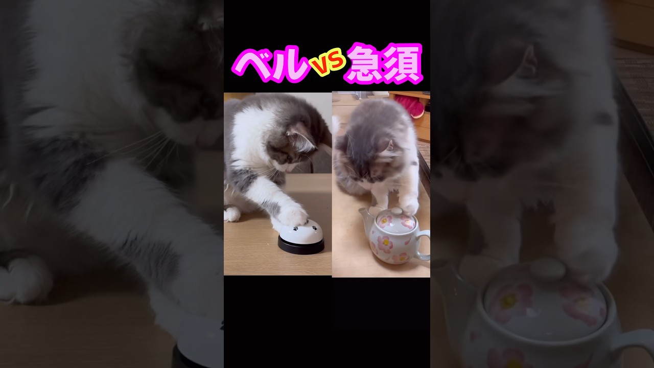 おやつの時間　3つ子のもふもふの可愛すぎるサイベリアン子猫たち　ハロウィン　#shorts